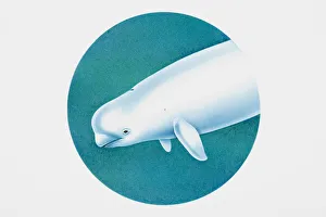 Beluga (Delphinapterus leucas), or white whale, head Beluga (Delphinapterus leucas), or white whale, head