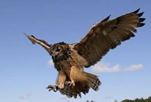 <b class=qtipBold><figcaption>Bengal Eagle Owl</figcaption></b><br>Bengal Eagle owl flight.<br><em>© @ gailJohnson 2007</em> Bengal Eagle Owl