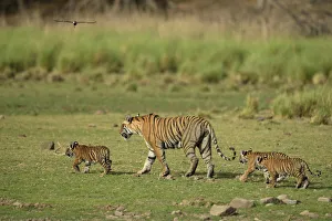 Bengal Tigers -Panthera tigris tigris-, female with three cubs in a dry lake bed Bengal Tigers -Panthera tigris tigris-, female with three cubs in a dry lake bed