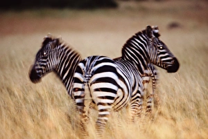 Two Berchellis zibras (Equus burchelli) on savannah, dusk Two Berchellis zibras (Equus burchelli) on savannah, dusk