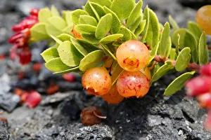 Berries on a lush ohelo shrub -Vaccinium reticulatum-, Hawaii Volcanoes National Park, Big Island, Hawaii, USA Berries on a lush ohelo shrub -Vaccinium reticulatum-, Hawaii Volcanoes National Park, Big Island, Hawaii, USA