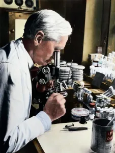 Alexander Fleming at Microscope Print (Colored Photograph)