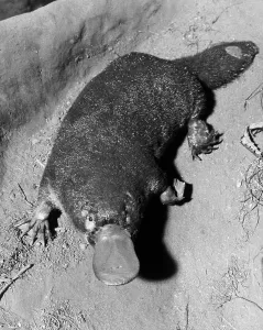 Original Print of a Platypus, Australia's Egg-Laying Mammal