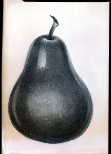 Study of Pear Print, Undated Lithograph