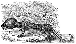 The big-headed turtle (Platysternon megacephalum The big-headed turtle (Platysternon megacephalum