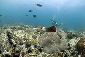 Bigfin Reef Squid -Sepioteuthis lessoniana-, Gulf of Oman, Oman Bigfin Reef Squid -Sepioteuthis lessoniana-, Gulf of Oman, Oman