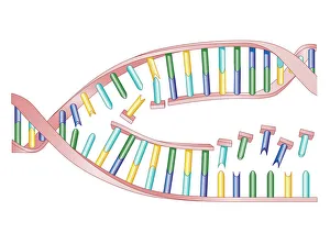 Biomedical illustration of DNA Replication as bases attach to strand with two newly formed strands twist eventually Biomedical illustration of DNA Replication as bases attach to strand with two newly formed strands twist eventually