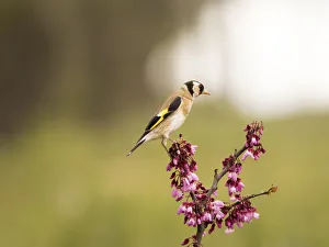 Bird of the species (Carduelis carduelis ), put on a branch with flowers in spring Bird of the species (Carduelis carduelis ), put on a branch with flowers in spring