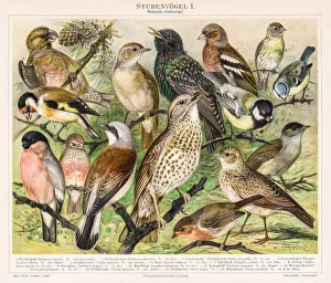 Birds Chromolithograph 1895 Birds Chromolithograph 1895