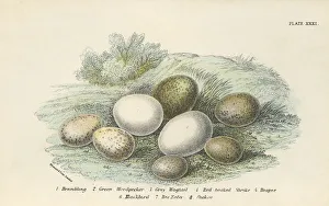 Birds Eggs Birds Eggs