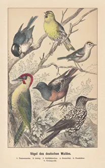 Birds of the German forest, hand-colored lithograph, published in 1892 Birds of the German forest, hand-colored lithograph, published in 1892