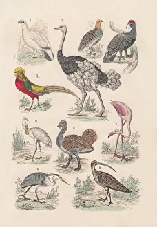 Birds, hand-colored lithograph, published in 1880 Birds, hand-colored lithograph, published in 1880
