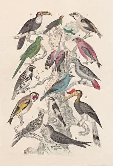 Digital vision vectors/bird lithographs/birds hand colored lithograph published 1880 Digital vision vectors/bird lithographs/birds hand colored lithograph published 1880