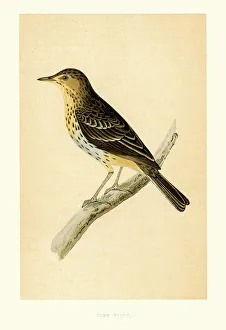 Birds - Tree Pipit - Anthus trivialis Birds - Tree Pipit - Anthus trivialis