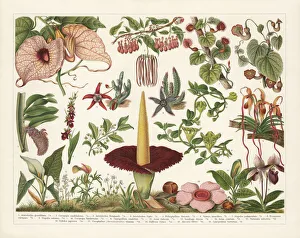 Birthworts (Aristolochia), chromolithograph, published in 1899 Birthworts (Aristolochia), chromolithograph, published in 1899