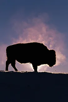 Bison (Bison bison) Wyoming, USA, silhouette Bison (Bison bison) Wyoming, USA, silhouette