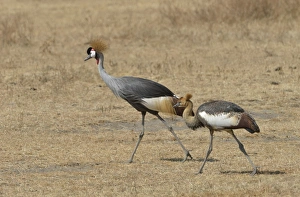 Black Crowned Cranes -Balearica pavonina- in the Ngorongoro Crater, Ngorongoro Conservation Area, Tanzania Black Crowned Cranes -Balearica pavonina- in the Ngorongoro Crater, Ngorongoro Conservation Area, Tanzania