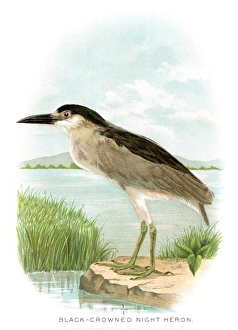 Black crowned night heron lithograph 1897 Black crowned night heron lithograph 1897