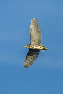 Black-crowned Night Heron -Nycticorax nycticorax-, Keoladeo National Park, Rajasthan, India Black-crowned Night Heron -Nycticorax nycticorax-, Keoladeo National Park, Rajasthan, India