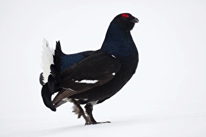 Black Grouse or Blackgame -Lyrurus tetrix, Tetrao tetrix-, Sweden, Scandinavia, Europe Black Grouse or Blackgame -Lyrurus tetrix, Tetrao tetrix-, Sweden, Scandinavia, Europe
