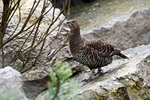 Black Grouse (Tetrao tetrix), hen, Alpine Zoo Innsbruck, Tyrol, Austria, Europe Black Grouse (Tetrao tetrix), hen, Alpine Zoo Innsbruck, Tyrol, Austria, Europe