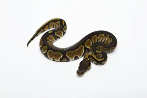 Prints of Black Head Double Het Albino Ghost Ball Python or Royal Python -Python regius-, female Royal Python Prints: Black Head Double Het Albino Ghost Ball Python Print