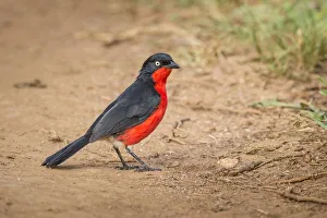 Black-headed Gonolek (Laniarius erythrogaster), Lake Mburo National Park, Uganda Black-headed Gonolek (Laniarius erythrogaster), Lake Mburo National Park, Uganda