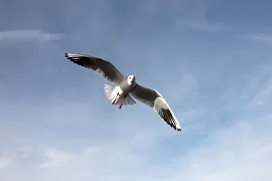Black-headed gull -Larus ridibundus-, in non-breeding plumage, in flight, Bavaria Black-headed gull -Larus ridibundus-, in non-breeding plumage, in flight, Bavaria
