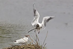 Black-headed Gull -Larus ridibundus- approaching nest with nesting material, Muenster Black-headed Gull -Larus ridibundus- approaching nest with nesting material, Muenster