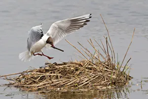 Black-headed Gull -Larus ridibundus- with nesting material on approach to nest, North Rhine-Westphalia, Germany Black-headed Gull -Larus ridibundus- with nesting material on approach to nest, North Rhine-Westphalia, Germany