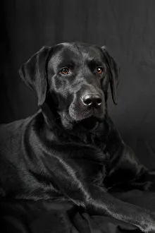Black Labrador Retriever dog, male, Germany Black Labrador Retriever dog, male, Germany