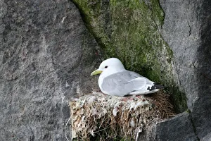 Black-legged kittiwake -Rissa tridactyla- on nest, bird cliffs, Ekkeroy, Varanger, Norway Black-legged kittiwake -Rissa tridactyla- on nest, bird cliffs, Ekkeroy, Varanger, Norway