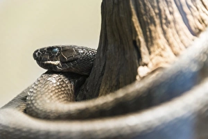 Black Mamba -Dendroaspis polylepis-, Living Desert Snake Park, Walvis Bay, Namibia Black Mamba -Dendroaspis polylepis-, Living Desert Snake Park, Walvis Bay, Namibia