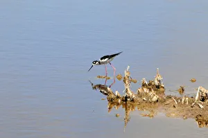 Black-necked stilt, Himantopus mexicanus, searching for food in shallow water. Everglades National Park, Florida, USA. UNESCO World Heritage Site (Biosphere Reserve) Black-necked stilt, Himantopus mexicanus, searching for food in shallow water. Everglades National Park, Florida, USA. UNESCO World Heritage Site (Biosphere Reserve)