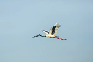 Black-necked Stork -Ephippiorhynchus asiaticus-, Keoladeo National Park, Rajasthan, India Black-necked Stork -Ephippiorhynchus asiaticus-, Keoladeo National Park, Rajasthan, India