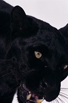 Black panther (Panthera pardus), close-up Black panther (Panthera pardus), close-up