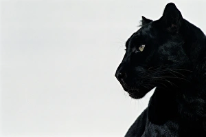 Nature wildlife/black leopards/black panther panthera pardus profile Nature wildlife/black leopards/black panther panthera pardus profile