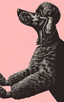 Black poodle best sale art