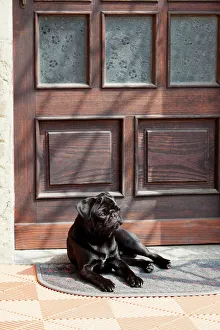 Black pug lying in front of the front-door in the sunshine Black pug lying in front of the front-door in the sunshine