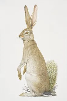 Black-tailed Jackrabbit (lepus californicus) sitting up, side view Black-tailed Jackrabbit (lepus californicus) sitting up, side view