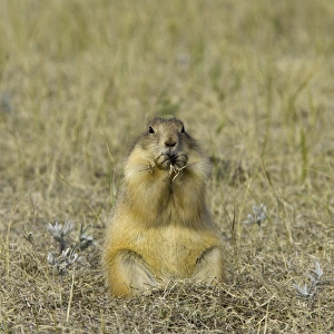 Black-tailed prairie dog (Cynomys ludovicianus) eating grass, autumn Black-tailed prairie dog (Cynomys ludovicianus) eating grass, autumn