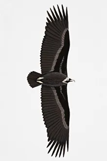 Black Vulture (Aegypius monachus), also known as Eurasian Vulture, Monk Vulture, Cinereous Vulture, adult Black Vulture (Aegypius monachus), also known as Eurasian Vulture, Monk Vulture, Cinereous Vulture, adult