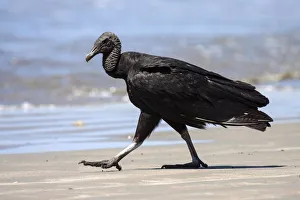Black Vulture (Coragyps atratus) strides on the beach, Samara, peninsula Nicoya, province Black Vulture (Coragyps atratus) strides on the beach, Samara, peninsula Nicoya, province
