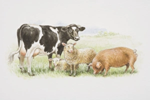 A black and white cow, two sheep and a brown pig standing together in a field A black and white cow, two sheep and a brown pig standing together in a field