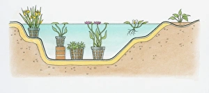 Black and white cross section illustration of showing positioning of aquatic plants in deep and shal Black and white cross section illustration of showing positioning of aquatic plants in deep and shal
