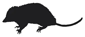 Black and white digital illustration of Opossum (Didelphidae), marsupial with sharp claws and long tail Black and white digital illustration of Opossum (Didelphidae), marsupial with sharp claws and long tail