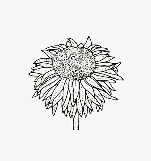 Black and white illustration of anemone Chrysanthemum flower head Black and white illustration of anemone Chrysanthemum flower head
