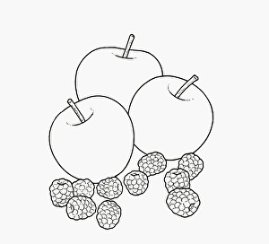 Black and white illustration of apples and blackberries Black and white illustration of apples and blackberries
