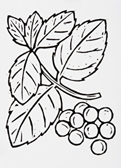 Black and white illustration of blueberries and leaves Black and white illustration of blueberries and leaves
