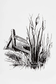 Black and white illustration of Bulrush cattails near riverbank Black and white illustration of Bulrush cattails near riverbank